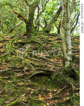 地面から出た木の根と苔が広がる原生林 地面から出た木の根と苔が広がる原生林 97745454