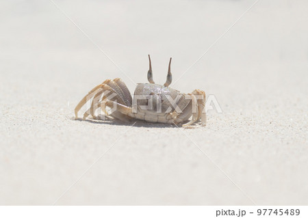 Crab. Animal on sand beach Crab. Animal on sand beach 97745489