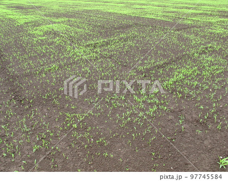 発芽しだした緑肥のある夏の畑風景 97745584