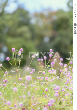 センニチコウの花 センニチコウの花 97745985