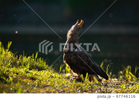 White-tailed eagle bending backwards during a territorial call White-tailed eagle bending backwards during a territorial call 97746116