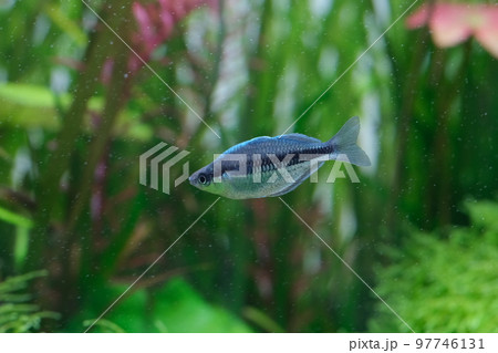 ブルーレインボーフィッシュ　熱帯魚 97746131