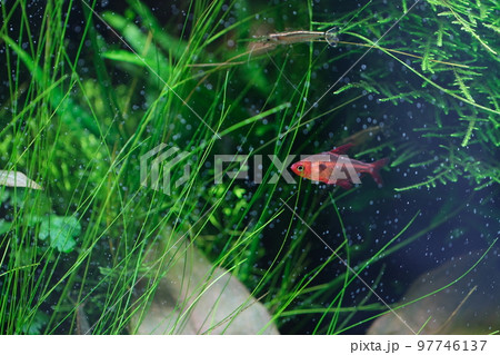 レッドファントムテトラ 熱帯魚 レッドファントムテトラ 熱帯魚 97746137