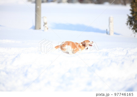 疾走するビーグル犬 97746165
