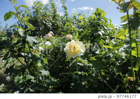 荒尾市　おもやい市民花壇　バラの花、 97746177