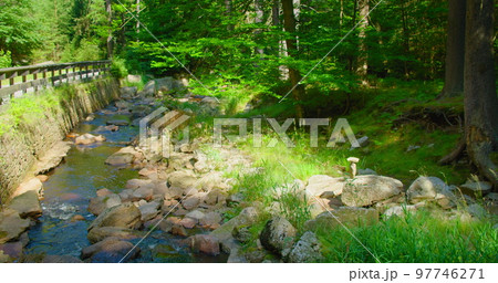 Mountain river in wild nature landscape. Green lush woodland in the morning. Mesmerizing flow of cold fresh water. Sun ray illuminate grass. Stream flowing in forest. Leisure activity. Creek, greenery Mountain river in wild nature landscape. Green lush woodland in the morning. Mesmerizing flow of cold fresh water. Sun ray illuminate grass. Stream flowing in forest. Leisure activity. Creek, greenery 97746271