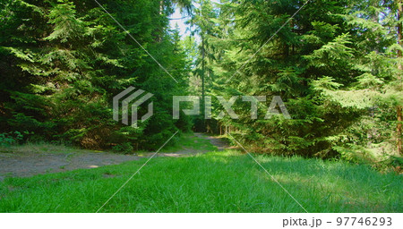 Dirt road in coniferous forest. Off-road in the mountains. Spruce evergreen woodland. Green park pine trees. Dolly slider footage in slow motion. Sunny day time. Weekend in nature. Germany. Dirt road in coniferous forest. Off-road in the mountains. Spruce evergreen woodland. Green park pine trees. Dolly slider footage in slow motion. Sunny day time. Weekend in nature. Germany. 97746293