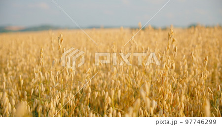 The concept of agriculture. Sunset light. Blurred background. Crop is ready for harvesting. Germany. Blue sky. Real time. Close-up of ripe golden ears oat swaying in the light wind in field. Cinematic The concept of agriculture. Sunset light. Blurred background. Crop is ready for harvesting. Germany. Blue sky. Real time. Close-up of ripe golden ears oat swaying in the light wind in field. Cinematic 97746299