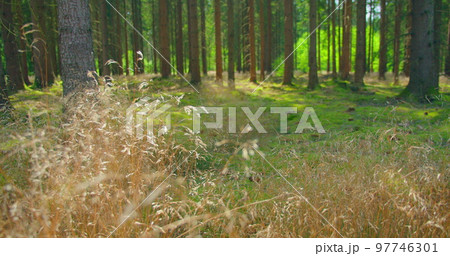 Empty pine green forest floor in the afternoon. Coniferous trees, wind sways dry grass, fresh air, close-up. Forest conservation. Earth Day. Nobody. Static shot. Nature landscape. Empty pine green forest floor in the afternoon. Coniferous trees, wind sways dry grass, fresh air, close-up. Forest conservation. Earth Day. Nobody. Static shot. Nature landscape. 97746301