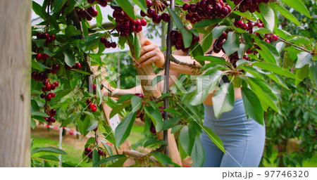 Tree branches with ripe cherries. Summer yard, gardener woman climbs a ladder in the orchard. Green hush leaves, wooden staircase. Horticulture. Preparation for harvest. Tree branches with ripe cherries. Summer yard, gardener woman climbs a ladder in the orchard. Green hush leaves, wooden staircase. Horticulture. Preparation for harvest. 97746320