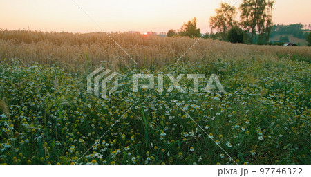 Rural picturesque landscape. Chamomile flowers and golden ears of wheat grow on meadow. Sunset. Relax holidays, vacation on summer field, evening. Wild grass. Enjoying nature at weekend adventure. Rural picturesque landscape. Chamomile flowers and golden ears of wheat grow on meadow. Sunset. Relax holidays, vacation on summer field, evening. Wild grass. Enjoying nature at weekend adventure. 97746322