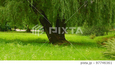 Old willow tree in meadow with green grass and fluttering butterflies in the morning. Sun shines trought tree barnches. Summer background. 97746361