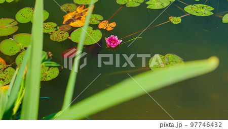 Beautiful nameless pond, soft hot pink wild water lily grows in a colored wsamp. Green summer grass in the foreground. Lonely flower blooms in the lake. Close up. 97746432