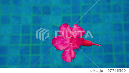 Pink desert rose flower floats in blue water surface of swimming pool. Close-up of red Adenium. Peaceful background. Clear tansparent aqua. Pink desert rose flower floats in blue water surface of swimming pool. Close-up of red Adenium. Peaceful background. Clear tansparent aqua. 97746500
