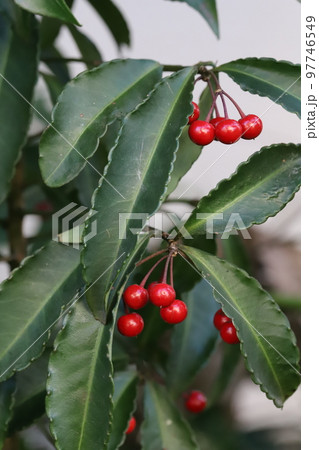 日本の冬の庭に育つマンリョウの肉厚の緑の葉と赤い実 97746549
