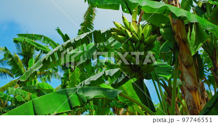 Green banana fruit growing on tropical palm tree at summer sunny day on blue sky background. Static footage. Green banana fruit growing on tropical palm tree at summer sunny day on blue sky background. Static footage. 97746551