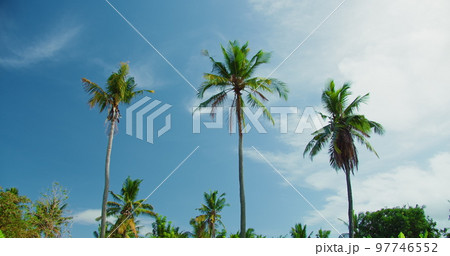 Tall tropical palm trees against blue sky with white clouds at sunny day. Nusa Penida Island Indonesia. Static view, high quality footage. Tall tropical palm trees against blue sky with white clouds at sunny day. Nusa Penida Island Indonesia. Static view, high quality footage. 97746552