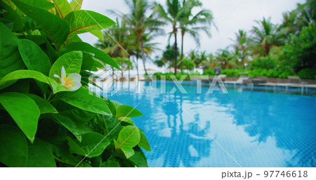 Spa holiday by pool with palm trees tropical green bushes on the background. Exotic plant leaves near blue swimming basin in luxury ocean resort. Concept of trip to warm countries. 97746618