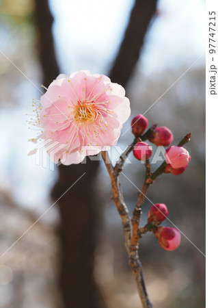 梅の花（見驚） 97747215