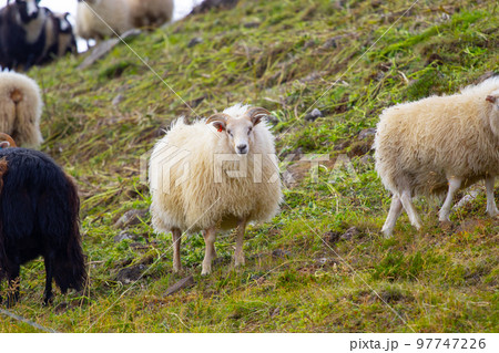 Icelandic sheep graze in the meadow near Ocean, Group of domestic animal in pure north nature. 97747226