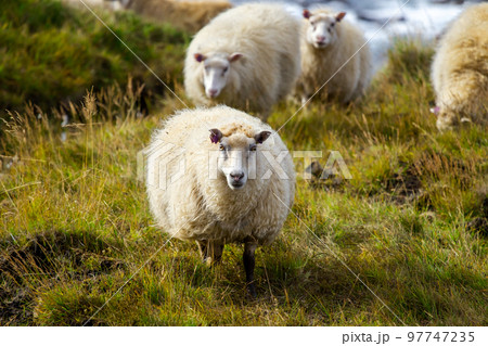 Icelandic sheep graze in the meadow near Ocean, Group of domestic animal in pure north nature. 97747235