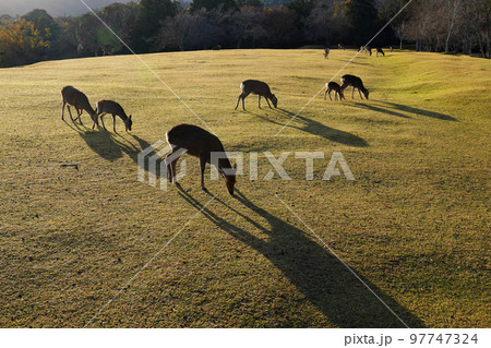 秋の銀杏とニホンジカ 97747324