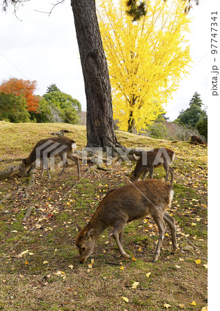秋の銀杏とニホンジカ 97747341