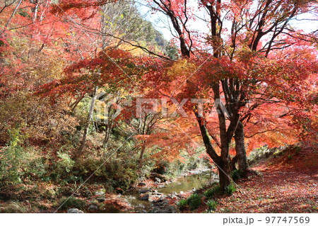 石鎚山系の紅葉 97747569