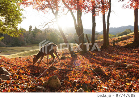 奈良の紅葉とシカ 97747688
