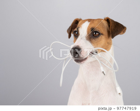 Jack russell terrier dog holding a type c cable in his teeth on a white background. Jack russell terrier dog holding a type c cable in his teeth on a white background. 97747919