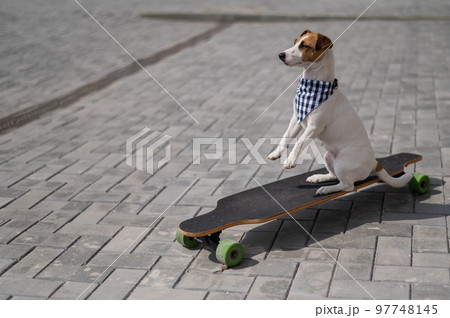Jack Russell Terrier dog dressed in sunglasses and a plaid bandanna performs tricks on a longboard. Jack Russell Terrier dog dressed in sunglasses and a plaid bandanna performs tricks on a longboard. 97748145