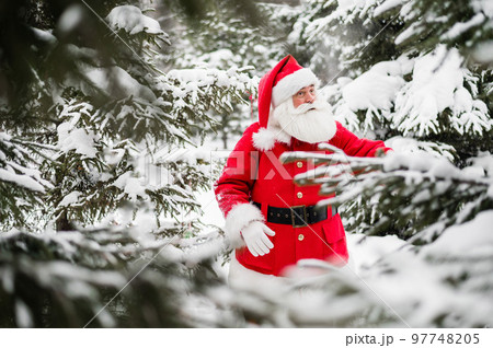 Surprised Santa Claus walks through a snowy coniferous forest at the North Pole in Lapland. Merry Christmas. Postcard. Surprised Santa Claus walks through a snowy coniferous forest at the North Pole in Lapland. Merry Christmas. Postcard. 97748205