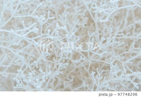 Close-up of snow-covered shrub branches. White tree branches under frost on a frosty day, like a spider web and a frosty three-dimensional pattern. 97748206