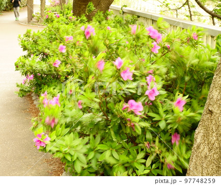 強風にあおられるツツジの花 強風にあおられるツツジの花 97748259
