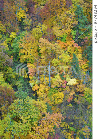 紅葉の山肌 97748294