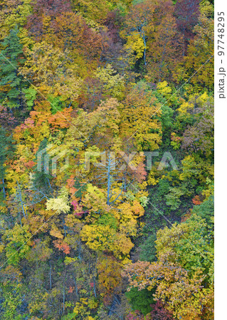 紅葉の山肌 97748295