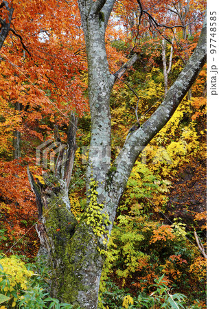 秋のブナ林 97748585