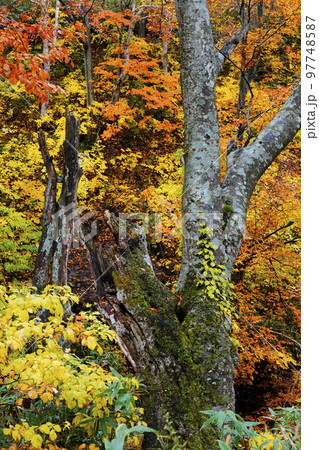 秋のブナ林 97748587