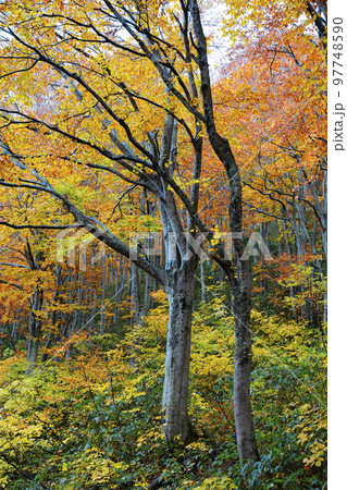秋のブナ林 97748590