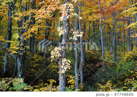 秋のブナ林 97748600
