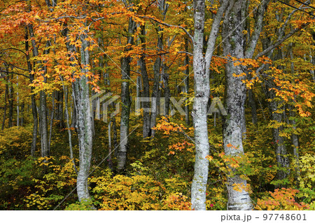 秋のブナ林 97748601