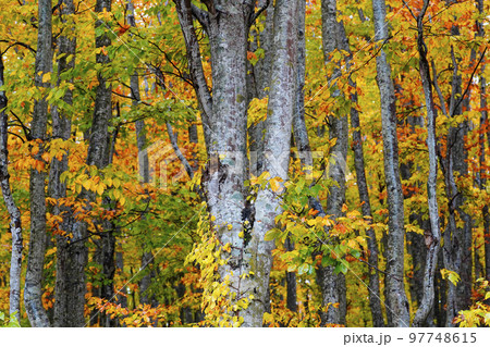 秋のブナ林 97748615