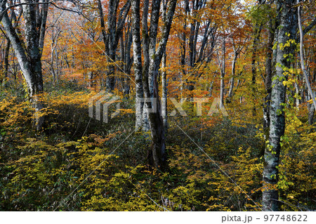 秋のブナ林 97748622