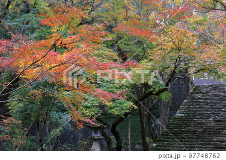階段を彩る薄紅葉　（高知県　五台山竹林寺） 97748762
