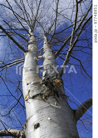 シラカバ シラカバ 97748951