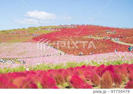 ひたち海浜公園　コキアの紅葉 97750479