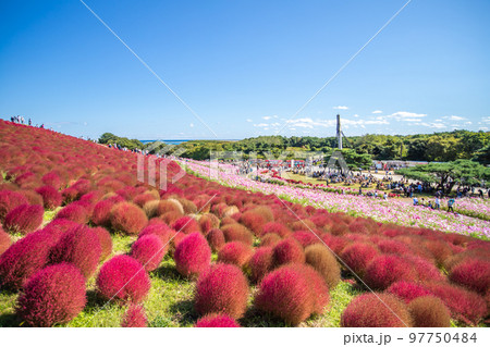 ひたち海浜公園　コキアの紅葉 97750484