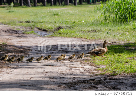 duck with ducklings move to the pond duck with ducklings move to the pond 97750715