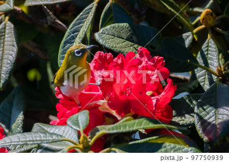Sri Lankan white-eye or Zosterops ceylonensis an endemic species of Sri Lanka. Sri Lankan white-eye or Zosterops ceylonensis an endemic species of Sri Lanka. 97750939
