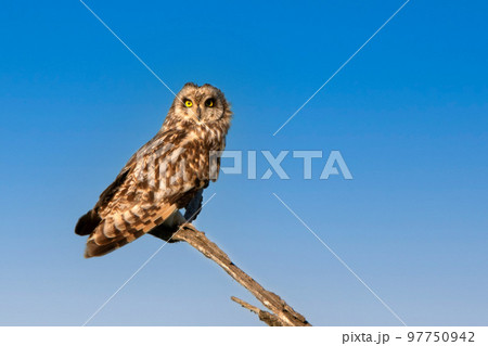 Short-eared owl or Asio flammeus perches on a branch Short-eared owl or Asio flammeus perches on a branch 97750942